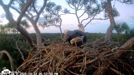 NE Florida Eagles Live Webcam - Oct 23, 2026, 6:58pm EDT