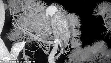 NE Florida Eagles Live Webcam - Oct 9, 2026, 8:53pm EDT