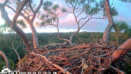 NE Florida Eagles Live Webcam - Sep 25, 2026, 7:14pm EDT