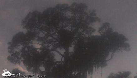 NE Florida Eagles Live Webcam - Sep 22, 2026, 7:59pm EDT