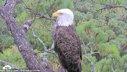 NE Florida Eagles Live Webcam - Oct 7, 2026, 4:54pm EDT