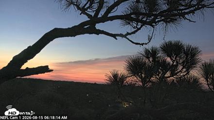 NE Florida Eagles Live Webcam - Aug 15, 2026, 6:19am EDT