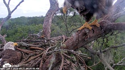 NE Florida Eagles Live Webcam - Apr 27, 2026, 9:35am EDT
