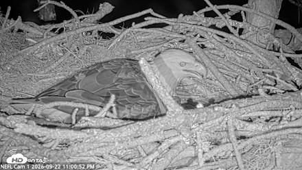 NE Florida Eagles Live Webcam - Sep 22, 2026, 11:01pm EDT