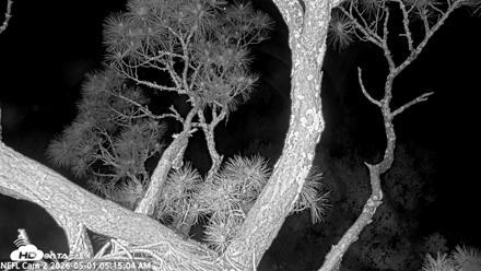 NE Florida Eagles Live Webcam - May 1, 2026, 5:16am EDT