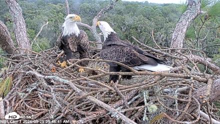 NE Florida Eagles Live Webcam - Sep 25, 2026, 9:47am EDT