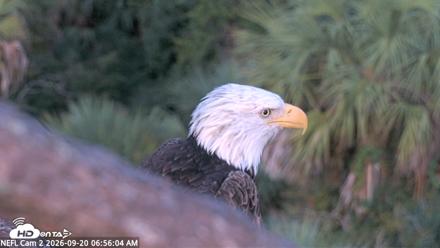 NE Florida Eagles Live Webcam - Sep 20, 2026, 6:56am EDT