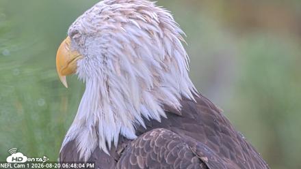 NE Florida Eagles Live Webcam - Aug 20, 2026, 6:49pm EDT