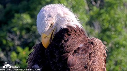 NE Florida Eagles Live Webcam - May 4, 2026, 8:32am EDT