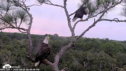 NE Florida Eagles Live Webcam - Sep 29, 2026, 6:51pm EDT