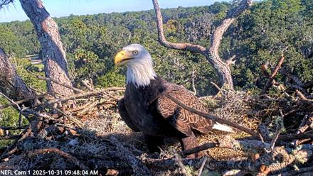 NE Florida Eagles Live Webcam - Oct 31, 2025, 9:48am EDT