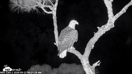 NE Florida Eagles Live Webcam - Sep 22, 2026, 6:32am EDT