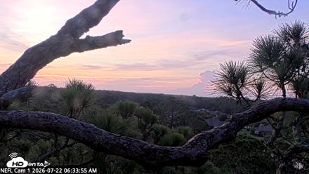 NE Florida Eagles Live Webcam - Jul 22, 2026, 6:35am EDT