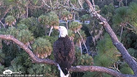 NE Florida Eagles Live Webcam - Aug 30, 2026, 6:44am EDT
