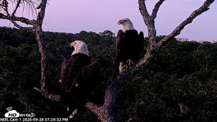 NE Florida Eagles Live Webcam - Sep 28, 2026, 7:30pm EDT