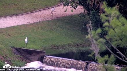 NE Florida Eagles Live Webcam - May 12, 2026, 6:45am EDT