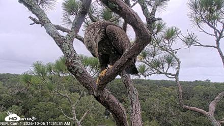 NE Florida Eagles Live Webcam - Oct 6, 2026, 11:52am EDT