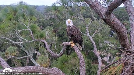 NE Florida Eagles Live Webcam - Sep 25, 2026, 9:24am EDT