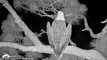 NE Florida Eagles Live Webcam - Sep 1, 2026, 1:44am EDT