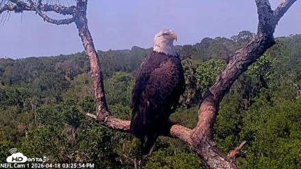 NE Florida Eagles Live Webcam - Apr 18, 2026, 3:26pm EDT