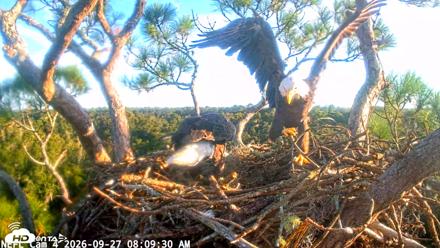 NE Florida Eagles Live Webcam - Sep 27, 2026, 8:10am EDT