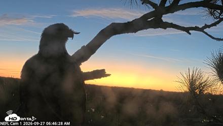 NE Florida Eagles Live Webcam - Sep 27, 2026, 6:47am EDT