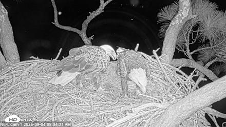 NE Florida Eagles Live Webcam - Sep 4, 2026, 5:35am EDT