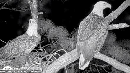 NE Florida Eagles Live Webcam - Sep 26, 2026, 7:45pm EDT