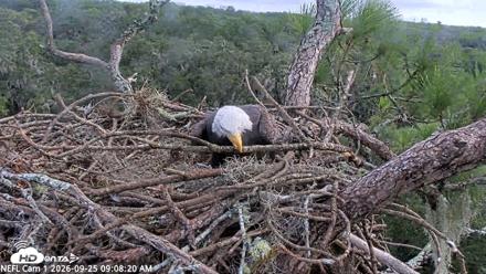 NE Florida Eagles Live Webcam - Sep 25, 2026, 9:09am EDT