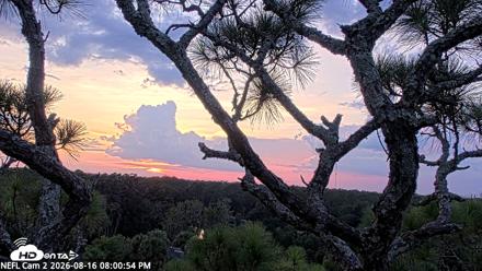 NE Florida Eagles Live Webcam - Aug 16, 2026, 8:01pm EDT