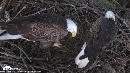 NE Florida Eagles Live Webcam - Oct 14, 2026, 6:59am EDT