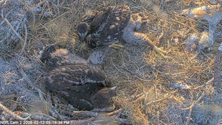 NE Florida Eagles Live Webcam - Feb 12, 2026, 5:20pm EST
