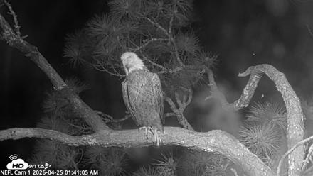 NE Florida Eagles Live Webcam - Apr 25, 2026, 1:41am EDT