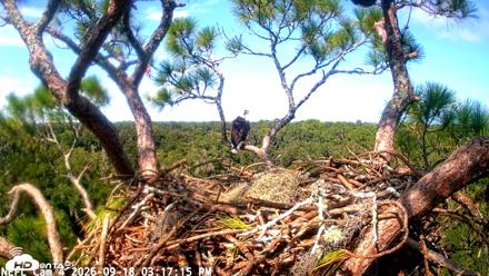 NE Florida Eagles Live Webcam - Sep 18, 2026, 3:18pm EDT