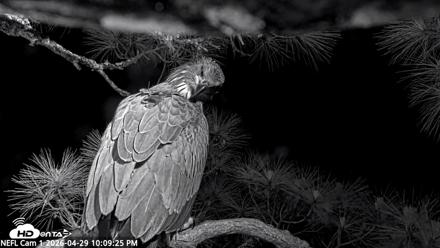 NE Florida Eagles Live Webcam - Apr 29, 2026, 10:10pm EDT