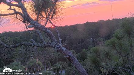 NE Florida Eagles Live Webcam - Jun 28, 2026, 8:26pm EDT