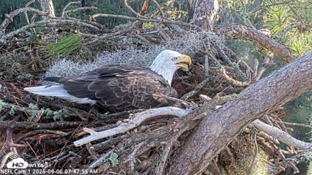 NE Florida Eagles Live Webcam - Sep 6, 2026, 7:48am EDT