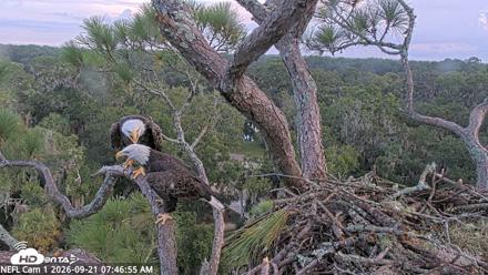 NE Florida Eagles Live Webcam - Sep 21, 2026, 7:47am EDT