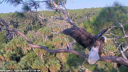 NE Florida Eagles Live Webcam - Oct 23, 2025, 9:28am EDT