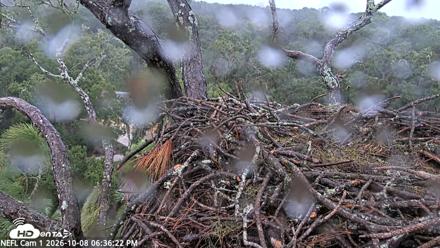 NE Florida Eagles Live Webcam - Oct 8, 2026, 6:37pm EDT