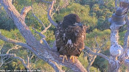 NE Florida Eagles Live Webcam - Mar 20, 2026, 7:00pm EDT