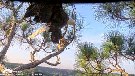 NE Florida Eagles Live Webcam - Sep 10, 2026, 7:32am EDT