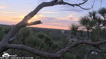 NE Florida Eagles Live Webcam - Aug 22, 2026, 7:11am EDT