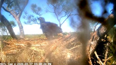 NE Florida Eagles Live Webcam - Mar 17, 2026, 3:49pm EDT