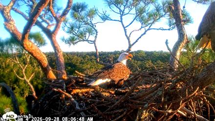 NE Florida Eagles Live Webcam - Sep 28, 2026, 8:07am EDT