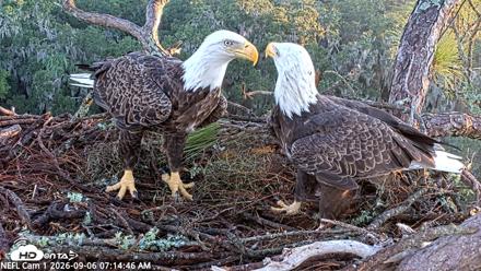 NE Florida Eagles Live Webcam - Sep 6, 2026, 7:15am EDT