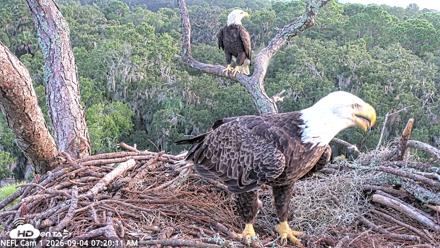 NE Florida Eagles Live Webcam - Sep 4, 2026, 7:21am EDT