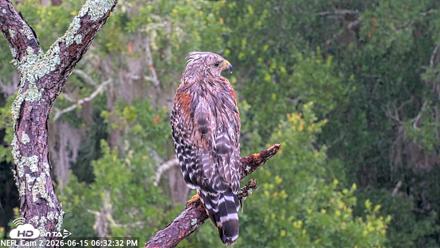 NE Florida Eagles Live Webcam - Jun 15, 2026, 6:33pm EDT