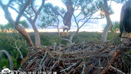 NE Florida Eagles Live Webcam - Oct 1, 2026, 7:33am EDT