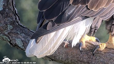 NE Florida Eagles Live Webcam - Sep 16, 2026, 8:50am EDT
